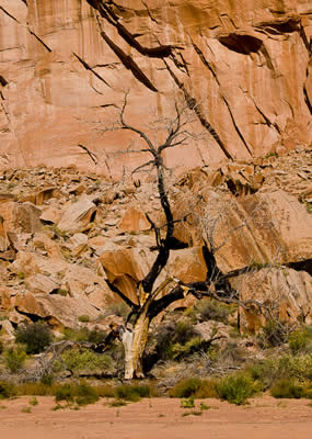Tree burned by a lightning strike