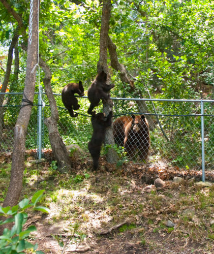 Bear and three cubs