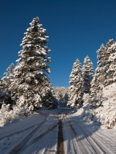 Gold Camp Road