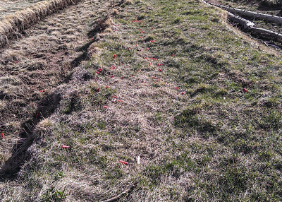 Litter visible from a distance in Pike National Forest
