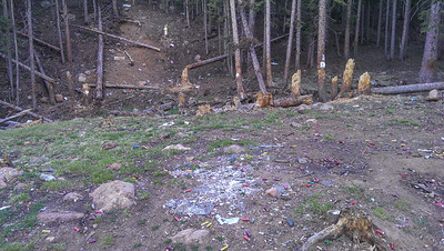 Grove damaged by shooting in Pike National Forest