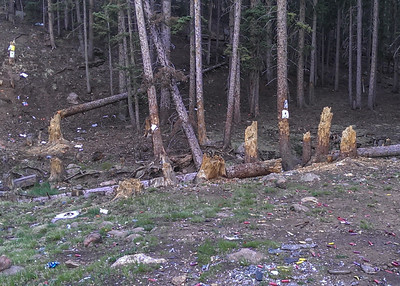 Trees shot down in Pike National Forest