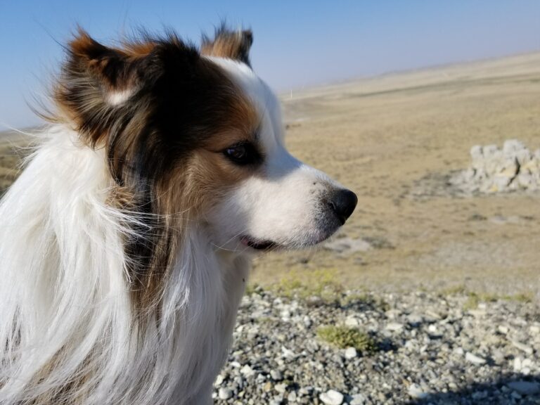 Tagg the Border Collie from the Paddling Down Missouri River expedition