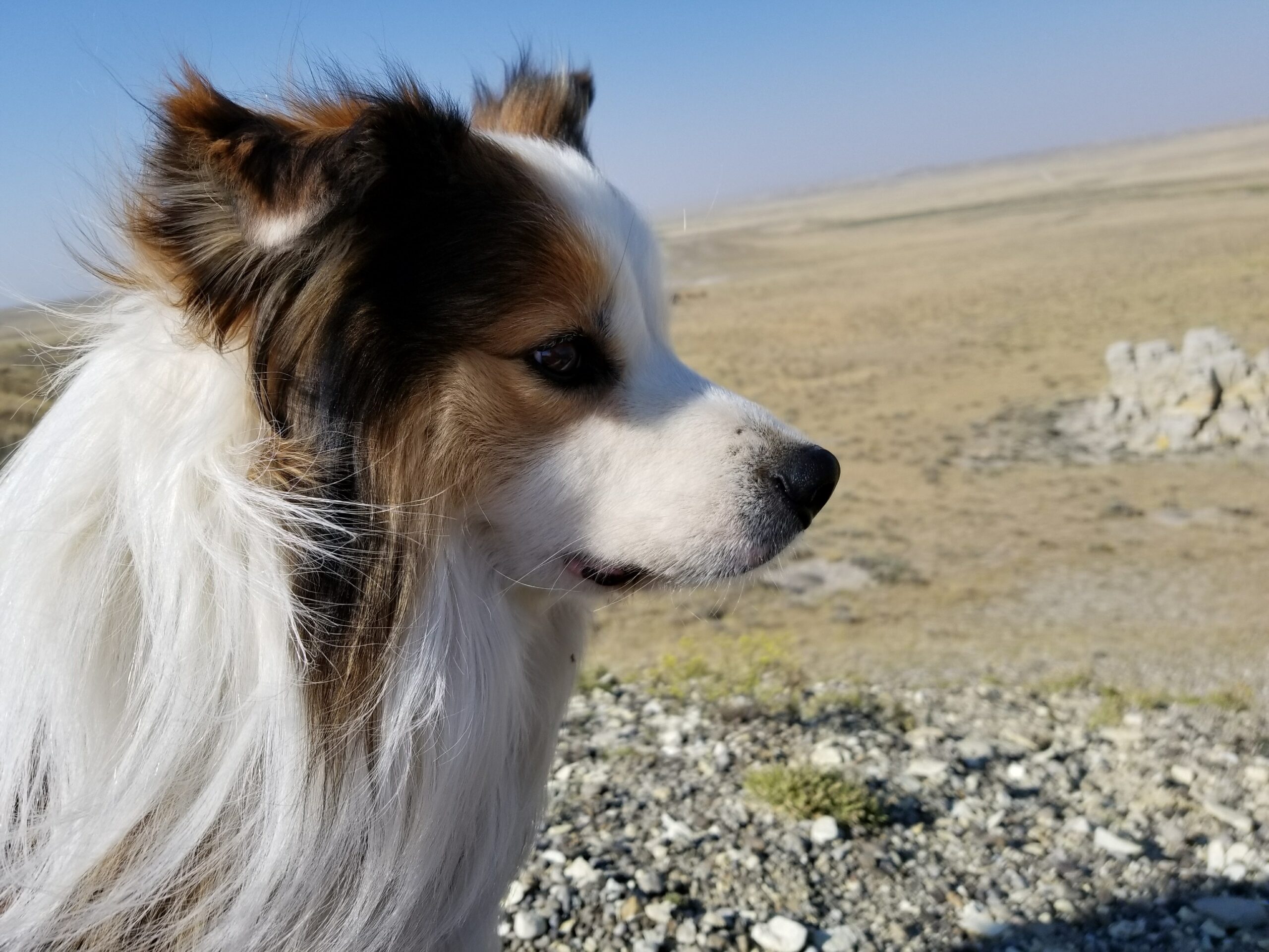 Tagg the Border Collie